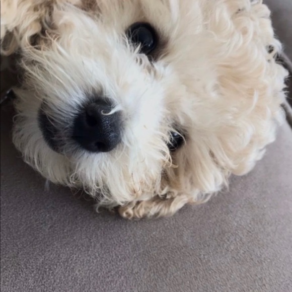 Meet your Posher, Erica - Picture 2 of 7